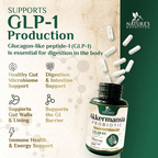 Nature's Nutrition Akkermansia Gut Health Supplement - Premium Akkermansia Probiotic with Prebiotic Fiber  60 Capsules